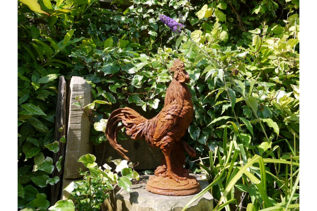 Cockerel