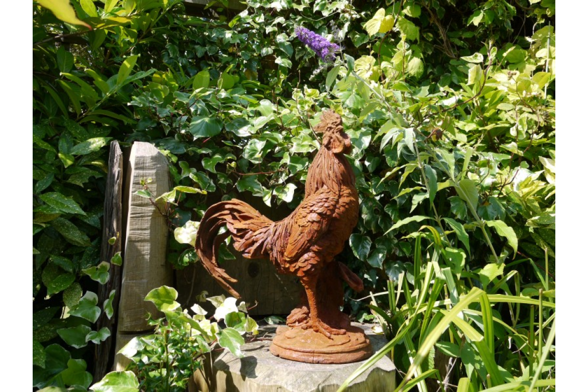 Cockerel