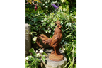 Cockerel