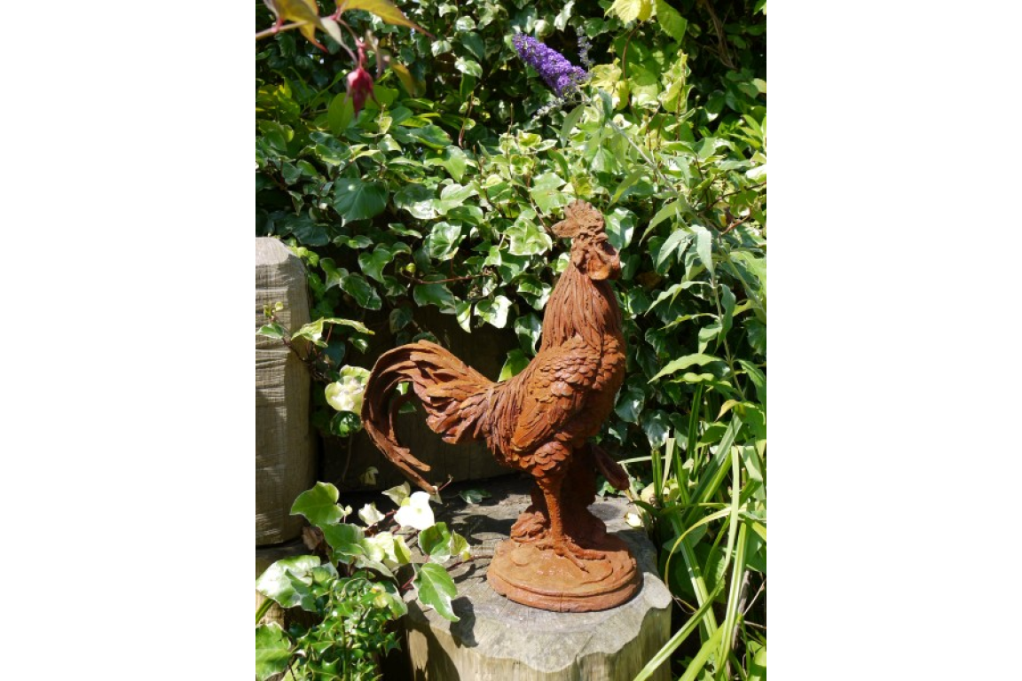 Cockerel