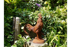 Cockerel