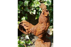Cockerel