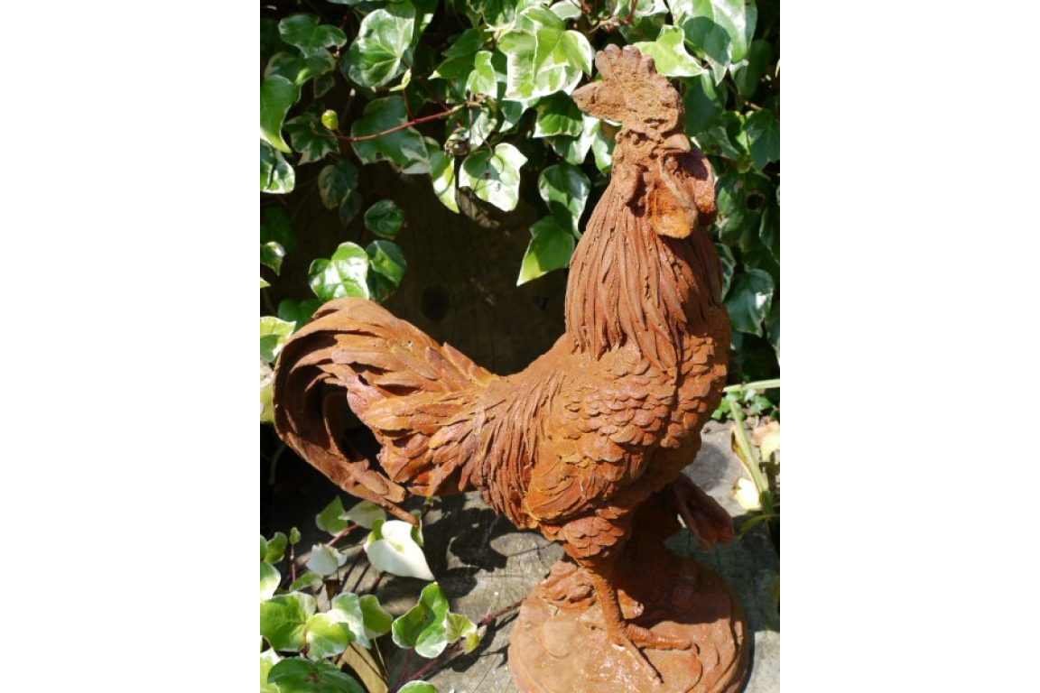 Cockerel
