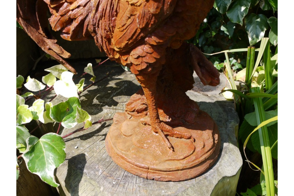 Cockerel
