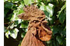 Cockerel