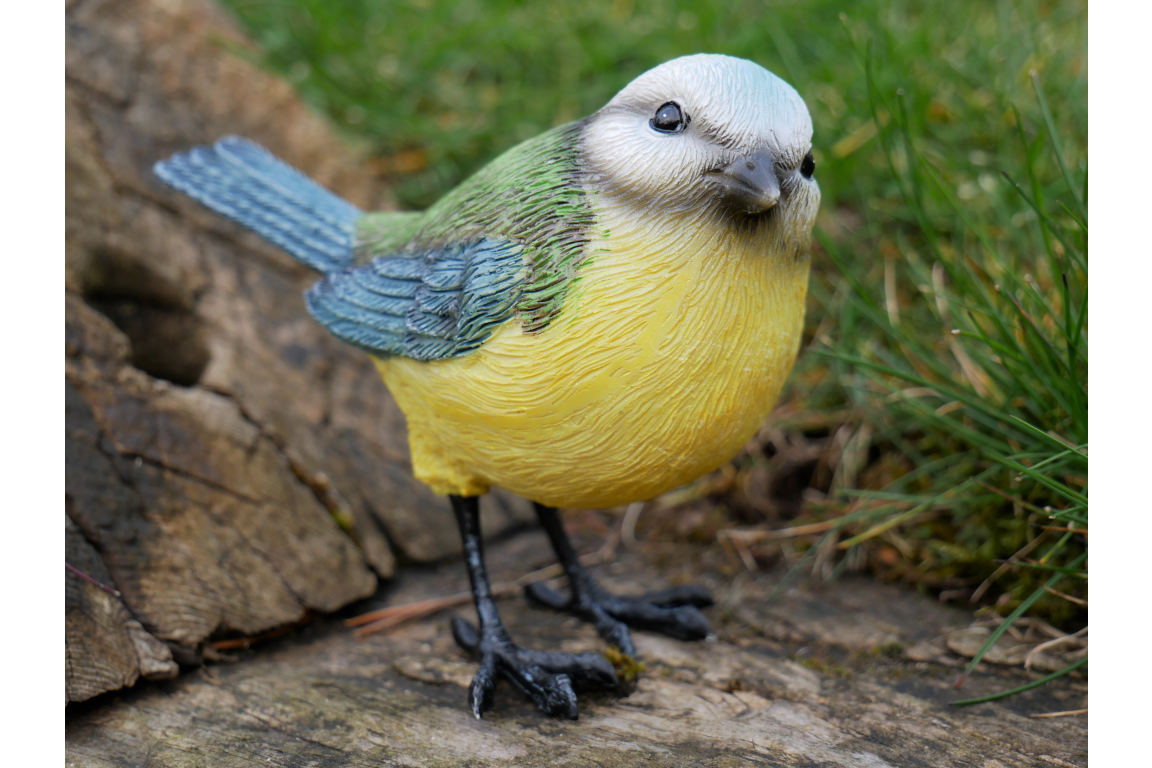 Blue Tit