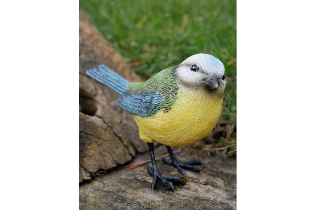 Blue Tit