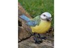 Blue Tit