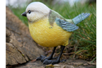 Blue Tit