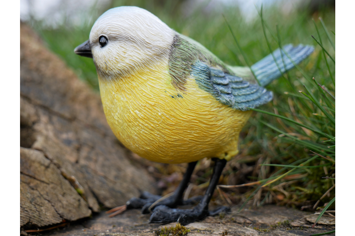 Blue Tit