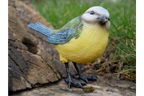 Blue Tit
