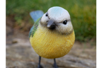 Blue Tit