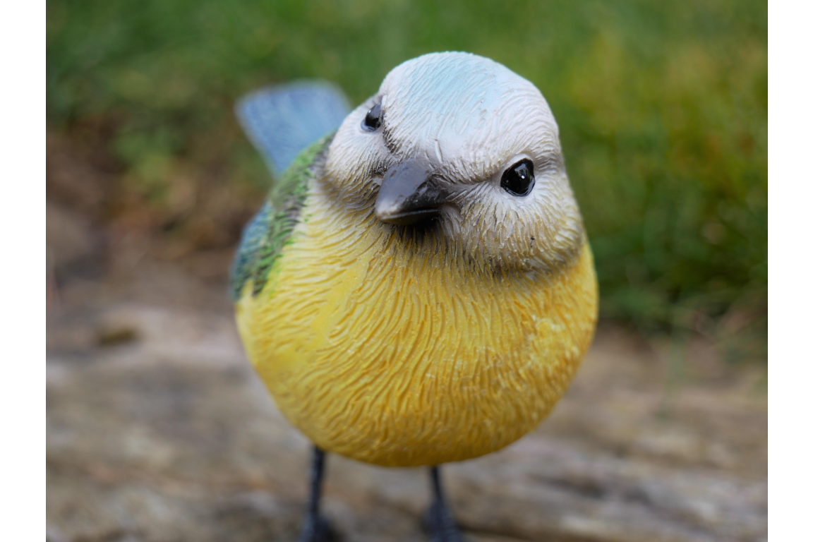 Blue Tit
