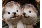 Hedgehogs
