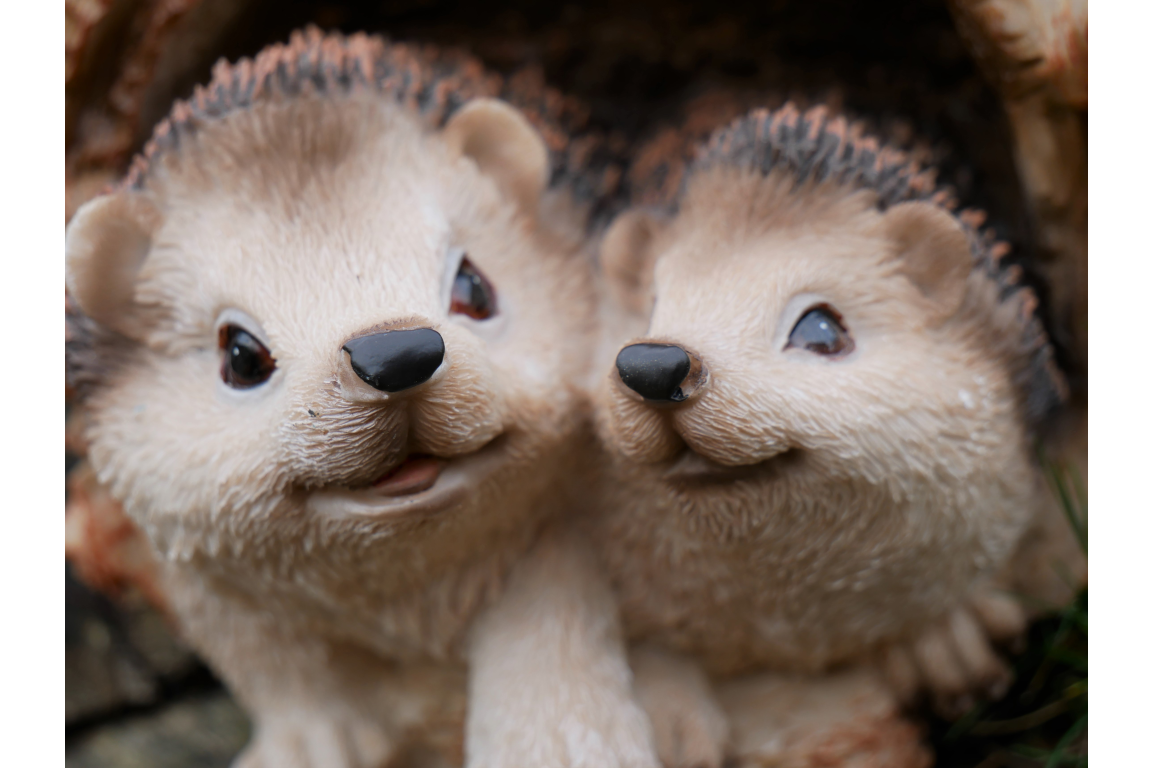 Hedgehogs