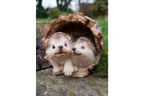 Hedgehogs
