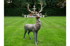 Stag