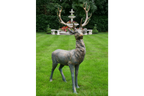 Stag