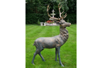 Stag