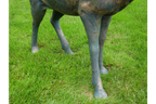 Stag