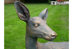 Deer