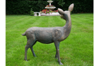Deer