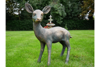 Small Deer