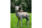 Small Deer