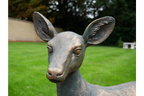 Small Deer