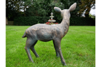 Small Deer