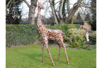 Medium Giraffe