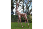 Medium Giraffe