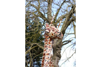 Medium Giraffe