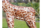 Medium Giraffe