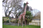 Large Giraffe
