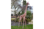 Large Giraffe