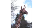 Large Giraffe
