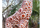Large Giraffe