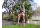 Small Giraffe