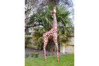 Small Giraffe