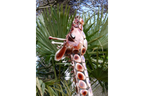 Small Giraffe