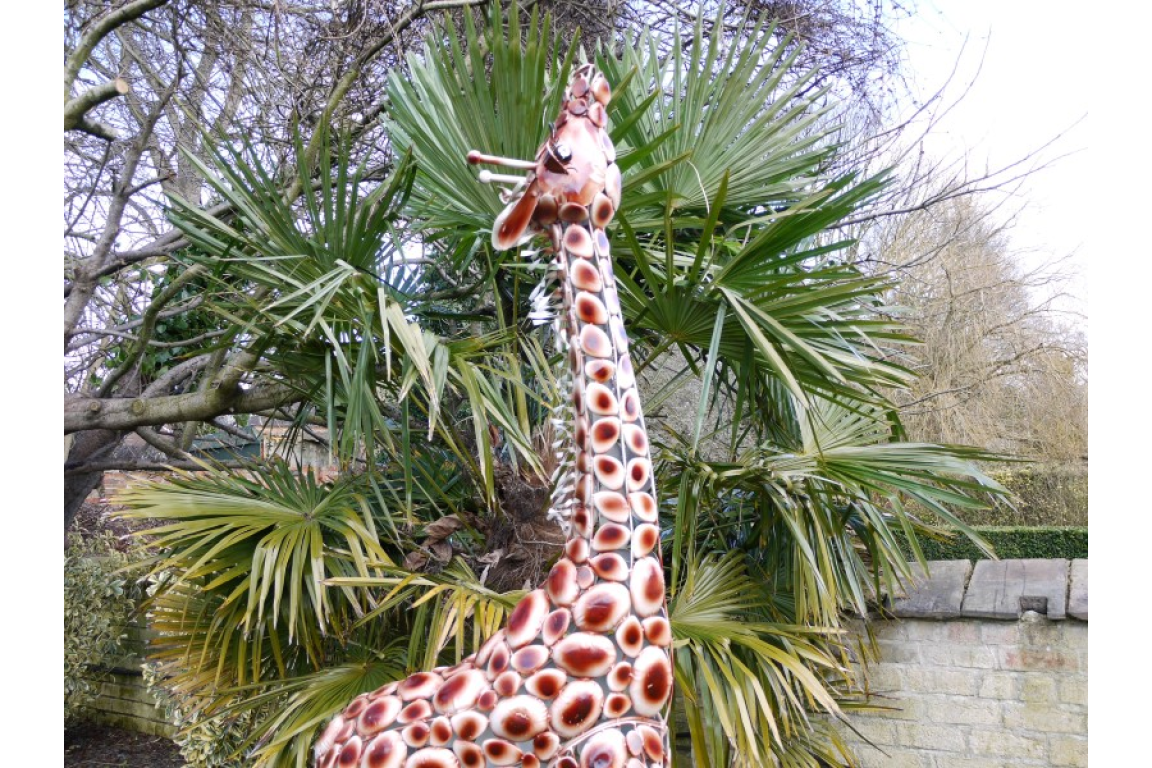 Small Giraffe