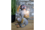 Monkey Light