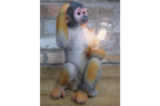Monkey Light