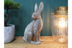 Silver Hare