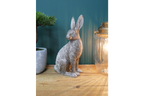 Silver Hare