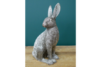 Silver Hare