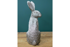 Silver Hare