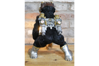 Monkey Light