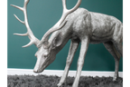 Head Down Stag